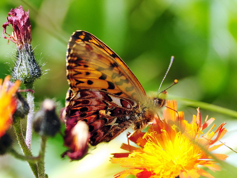 Boloria titania